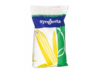 Насіння кукурудзи Syngenta